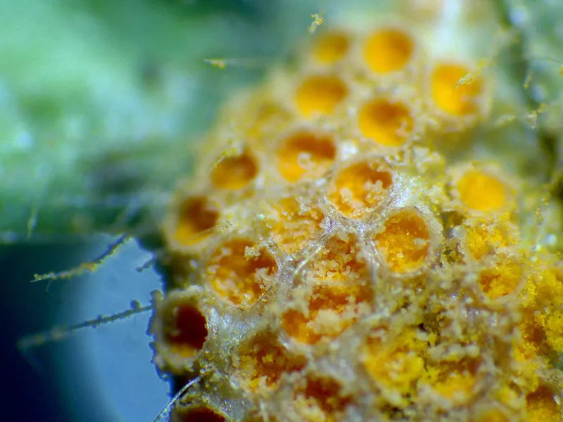 Aecidium ranunculi 12 - x 40-004